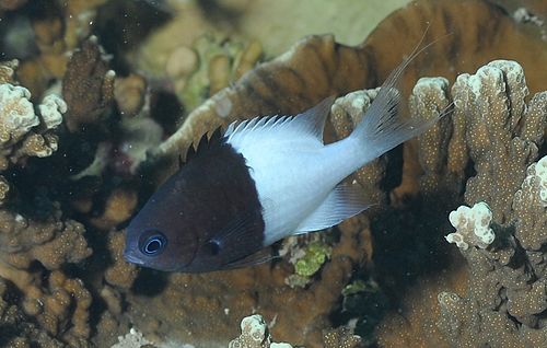 Chromis iomelas